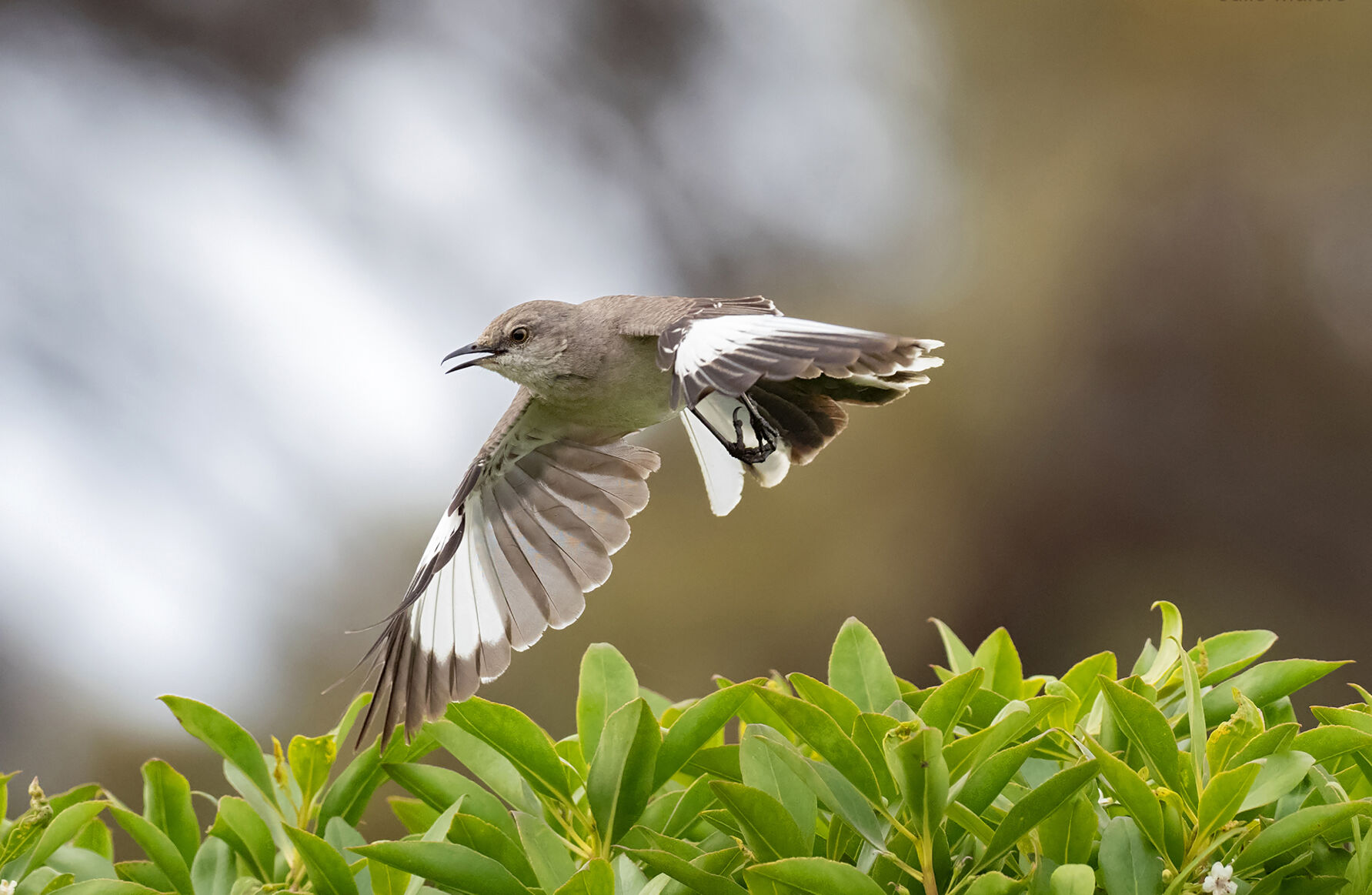 Northern mockingbird in flight